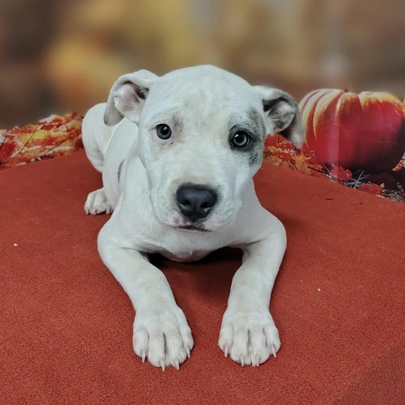 A baby medium-sized female White / Cream Pit Bull Terrier dog named Lumi for adoption in Griswold, CT