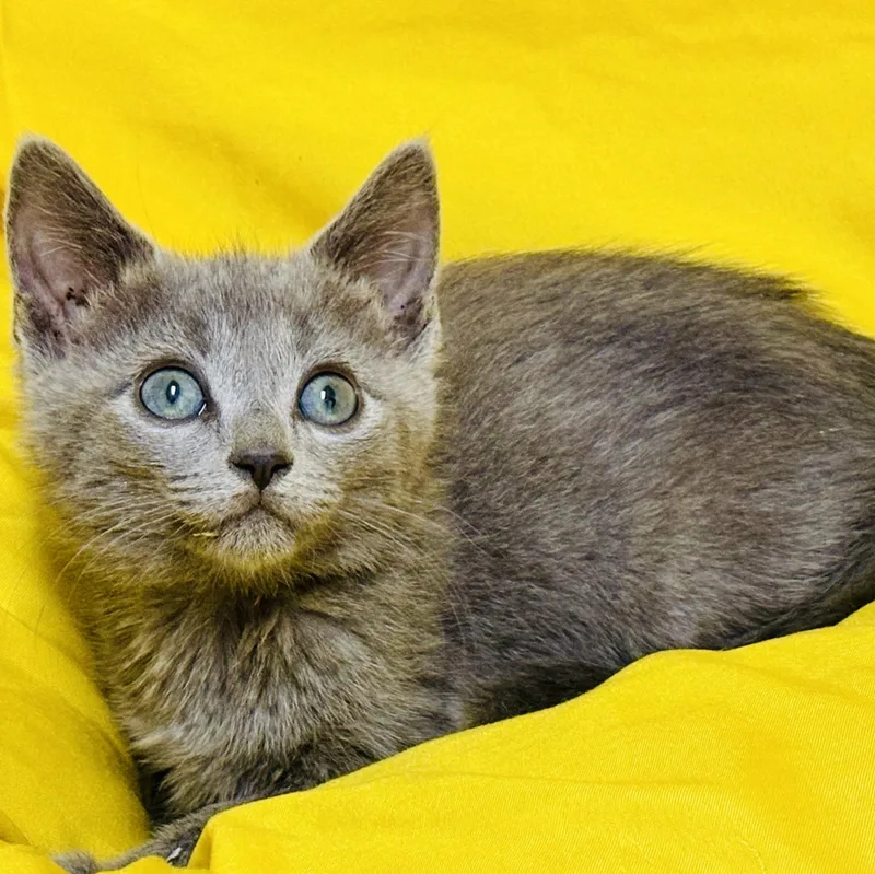 A baby medium-sized male Gray / Blue / Silver Russian Blue cat named Lion for adoption in Beverly Hills, CA