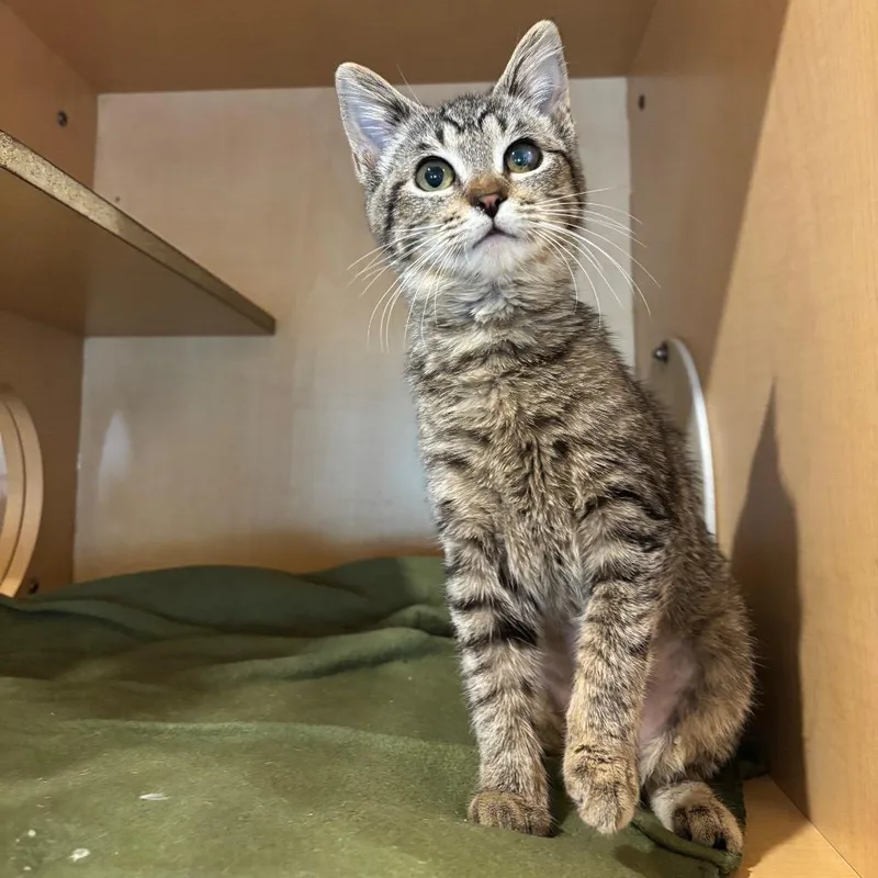 A young small-sized female Brown / Chocolate Domestic Short Hair cat named Pb Patty for adoption in Washington Township, OH