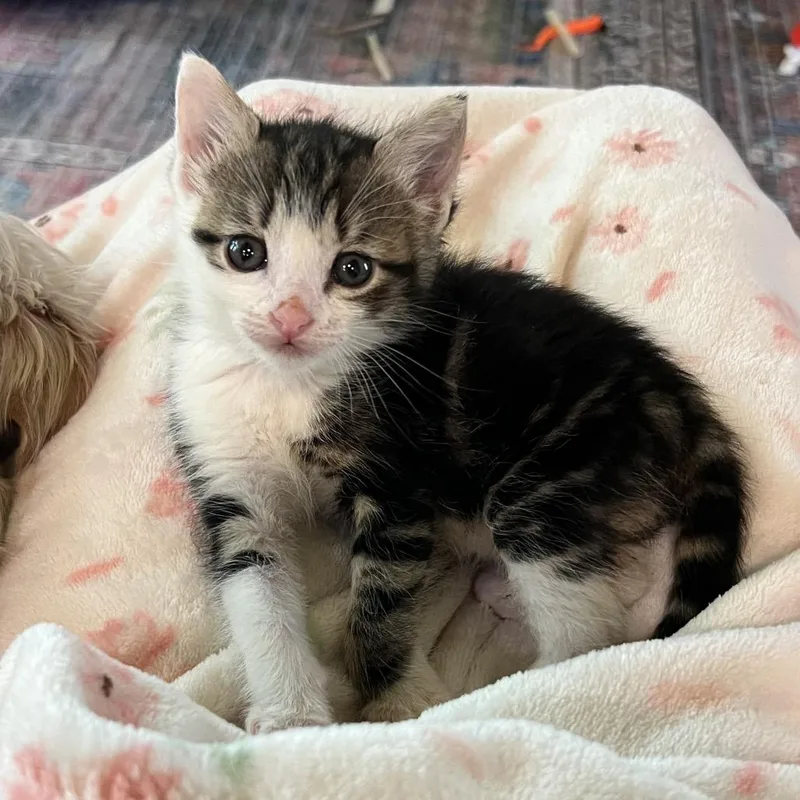A baby small-sized male White Domestic Medium Hair cat named Gatti for adoption in Fredericksburg, TX