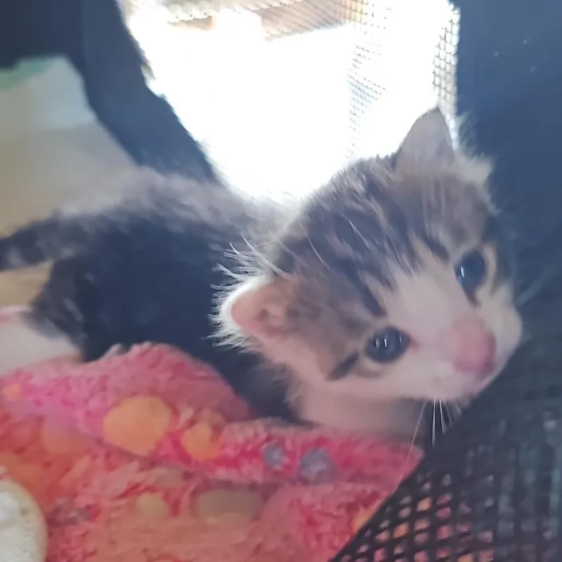 Gatti thumbnail 2