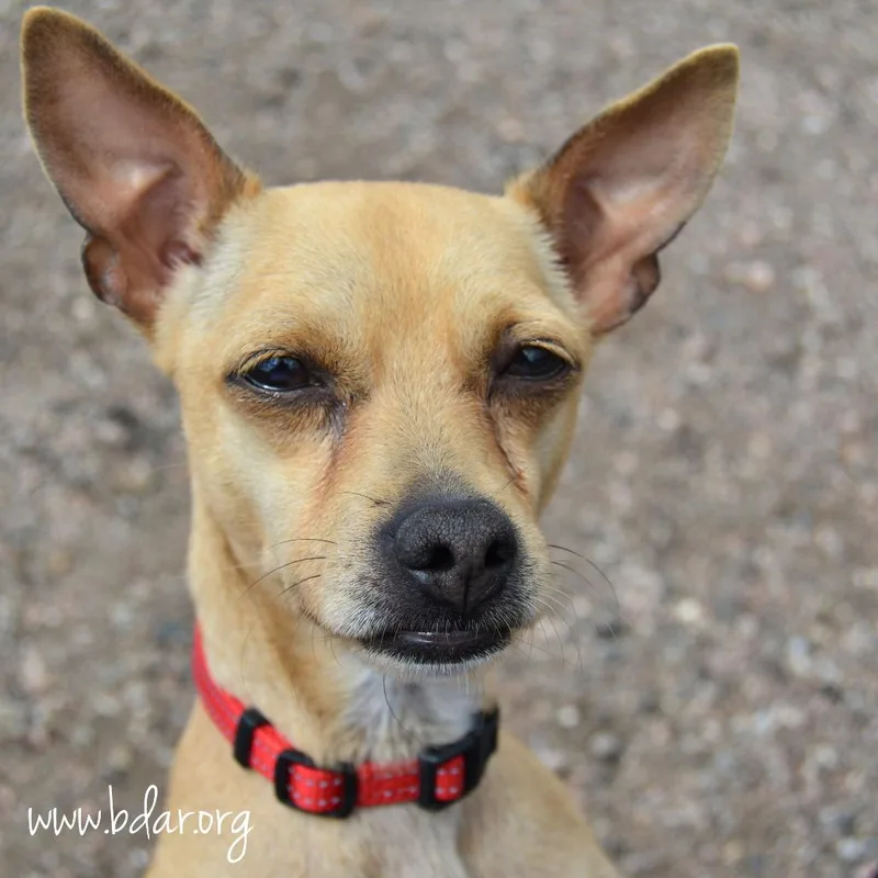 An adult small-sized male Yellow / Tan / Blond / Fawn Chihuahua dog named Lima Beans for adoption in Cheyenne, WY