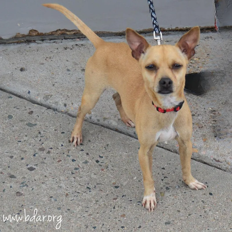 Lima Beans thumbnail 2