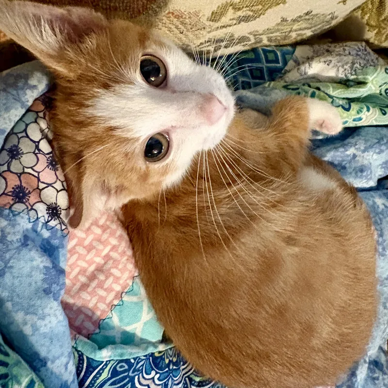 A young medium-sized male Orange & White Domestic Short Hair cat named Simon for adoption in Akron, OH