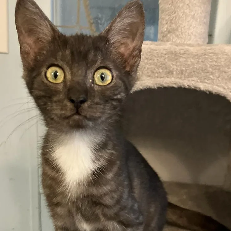 A baby small-sized female Black Domestic Short Hair cat named Ashley for adoption in West Palm Beach, FL