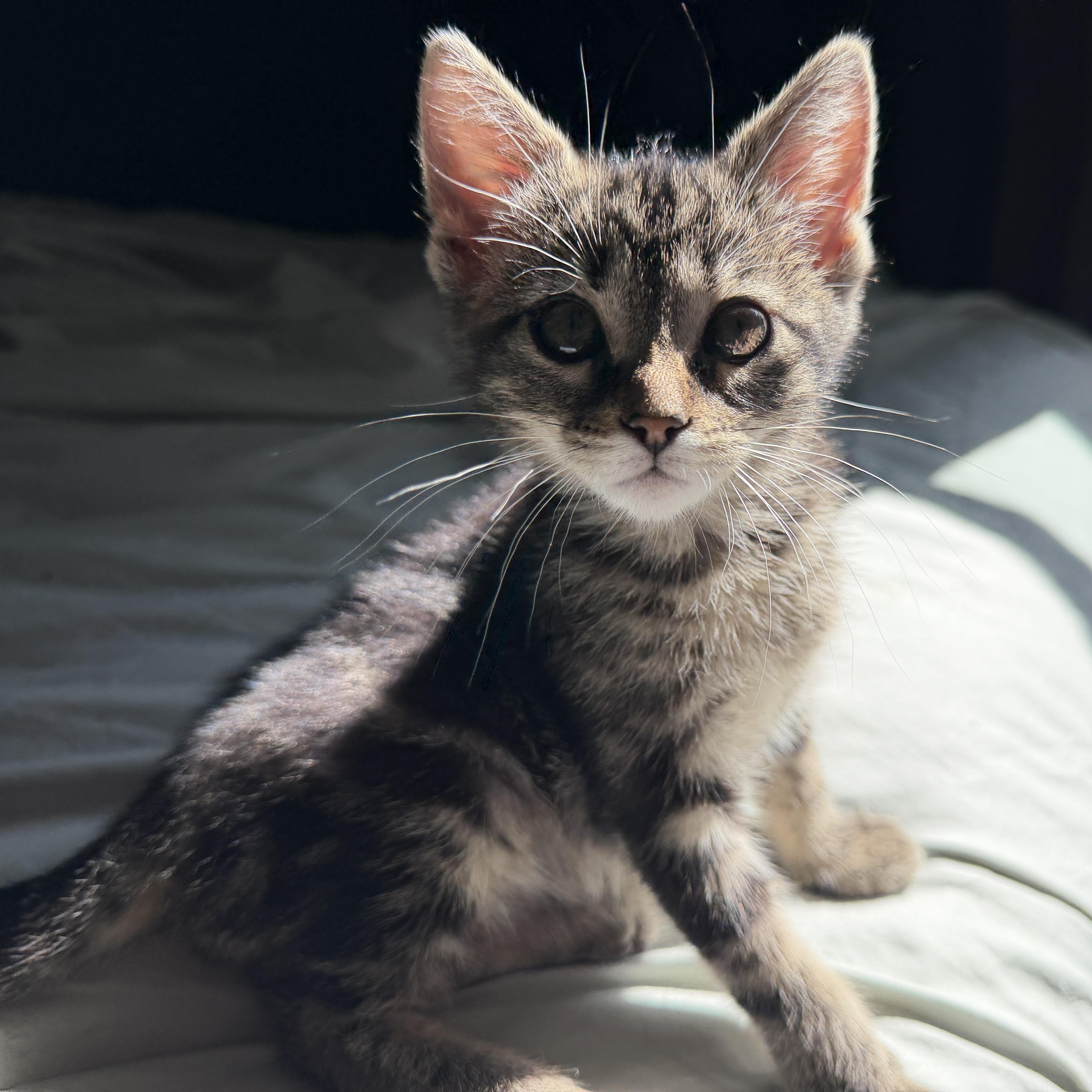 A baby small-sized female Tabby (Gray / Blue / Silver) Domestic Short Hair cat named Laverne for adoption in Bentonville, AR