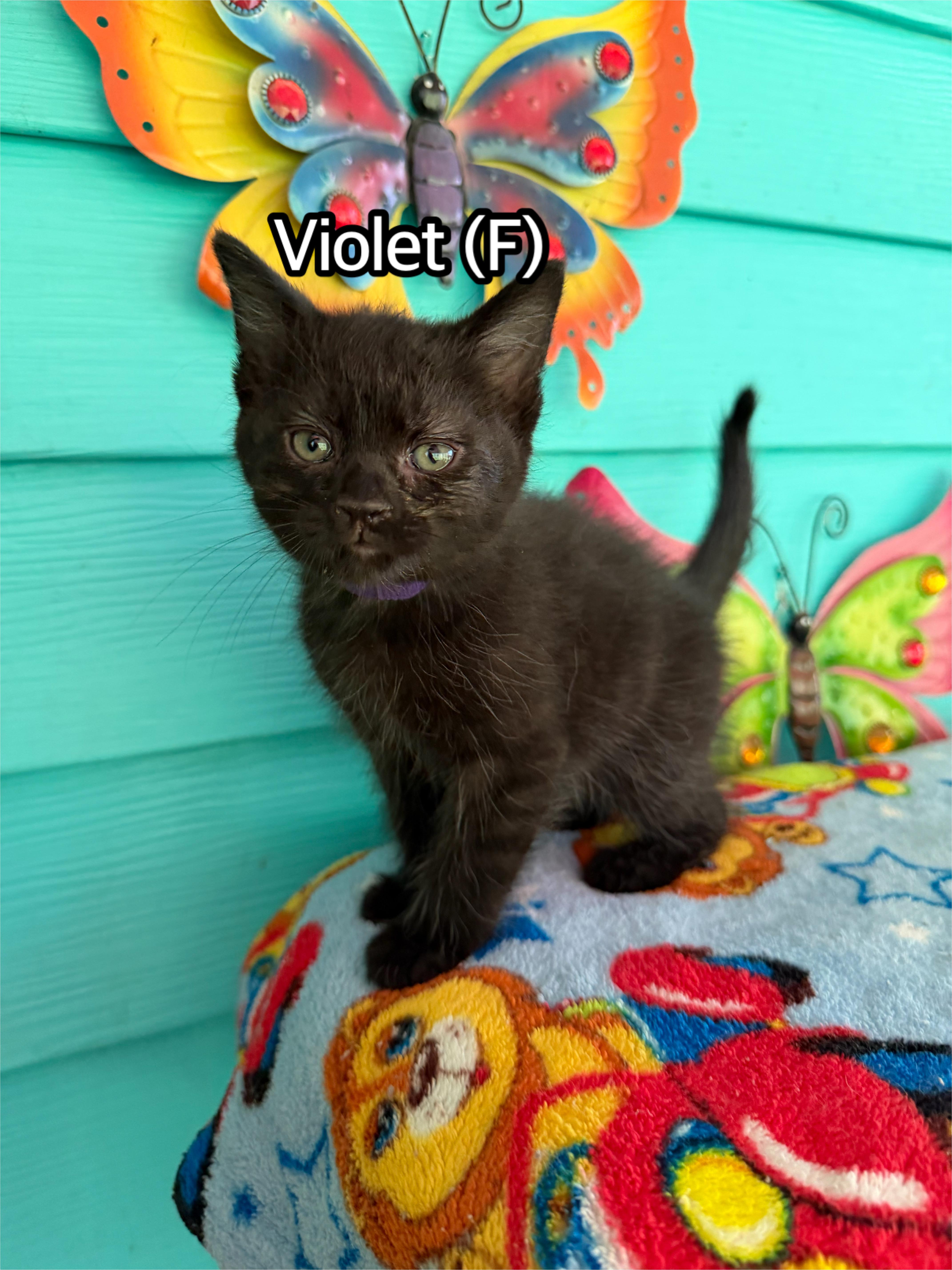 A baby medium-sized female Black Domestic Short Hair cat named Violet for adoption in Hermitage, PA