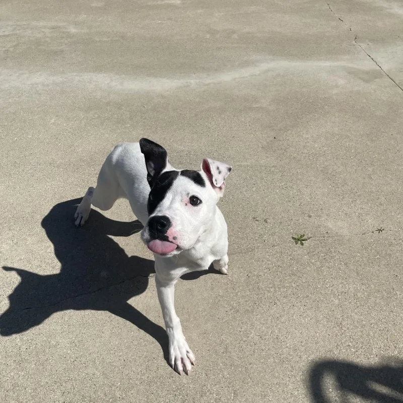 A baby medium-sized female White / Cream Mixed Breed dog named Pip for adoption in South Haven, MI