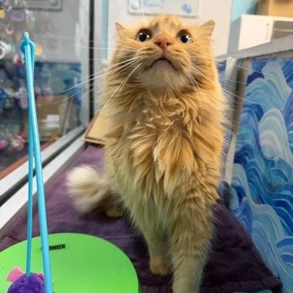 Sassafras thumbnail 2