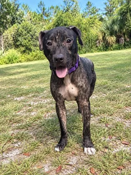 A young medium-sized female Mixed Breed dog named Drusilla for adoption in Palm Coast, FL