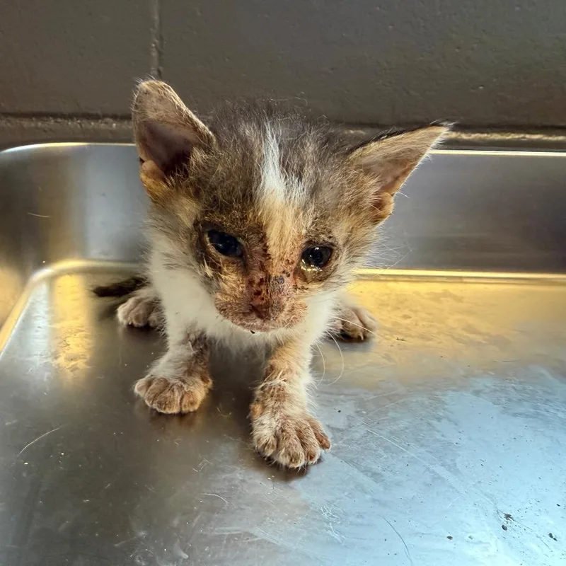 A baby small-sized male Brown / Chocolate Domestic Short Hair cat named Tuscstray_ for adoption in Tuscaloosa, AL