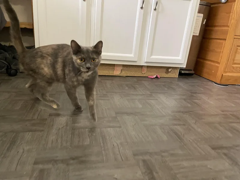 An adult medium-sized female Dilute Tortoiseshell Domestic Short Hair cat named Luna for adoption in Grayslake, IL