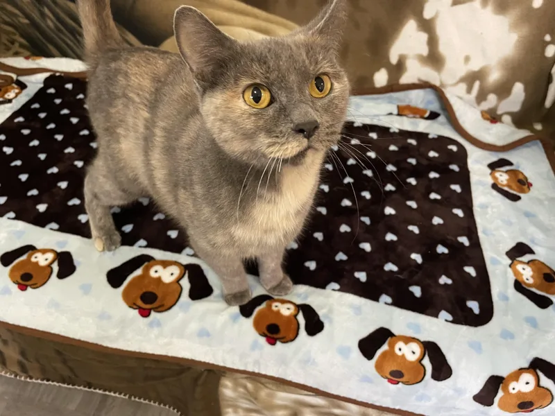 Luna thumbnail 2