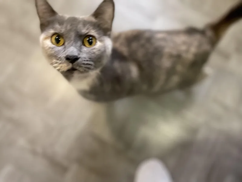 Luna thumbnail 3