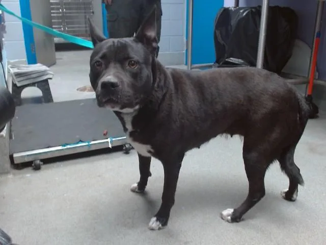 An adult medium-sized female Pit Bull Terrier dog named Halo for adoption in Albuquerque, NM