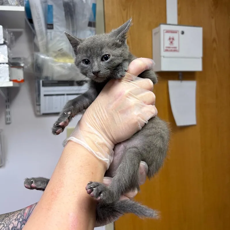 A baby small-sized male Gray / Blue / Silver Domestic Short Hair cat named Swoop for adoption in Newark, NJ