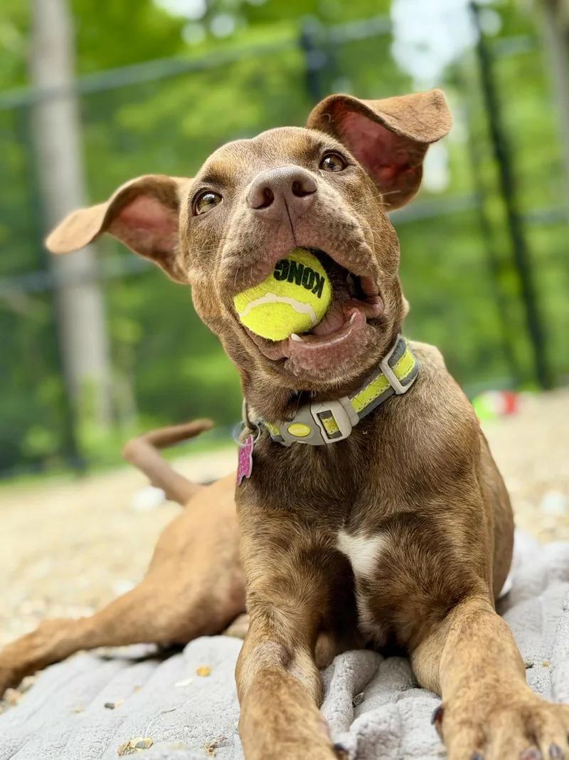 A young medium-sized female Catahoula Leopard Dog dog named Taffy for adoption in West Cornwall, CT