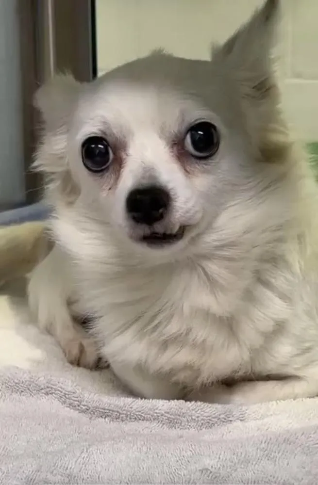 An adult small-sized male White / Cream Chihuahua dog named Rich for adoption in Canton , GA