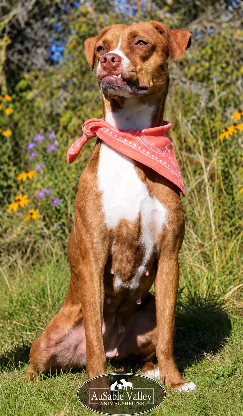An adult medium-sized female Golden Boxer dog named Lotus for adoption in Grayling, MI