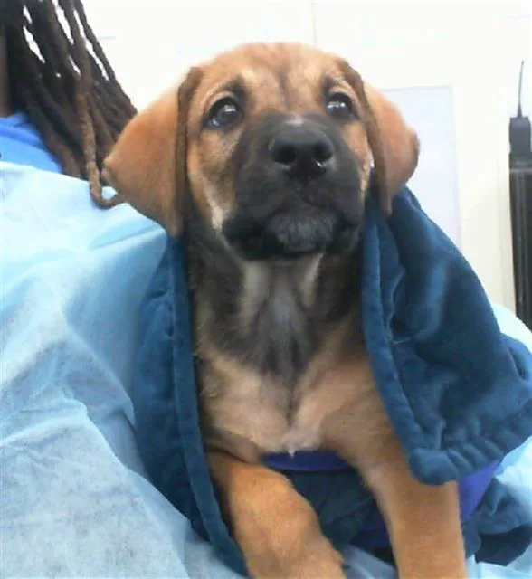 A young large-sized male Mixed Breed dog named Shorty for adoption in Dallas, TX