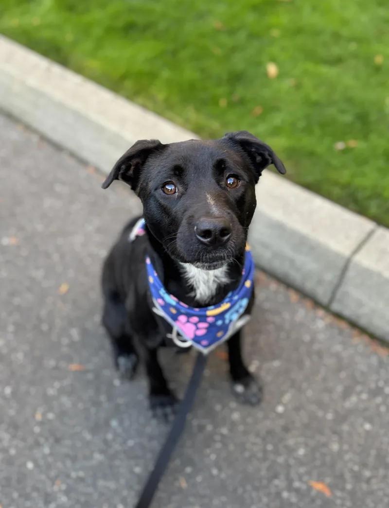 A baby medium-sized female Black Labrador Retriever dog named Heidi for adoption in lynnwood , WA