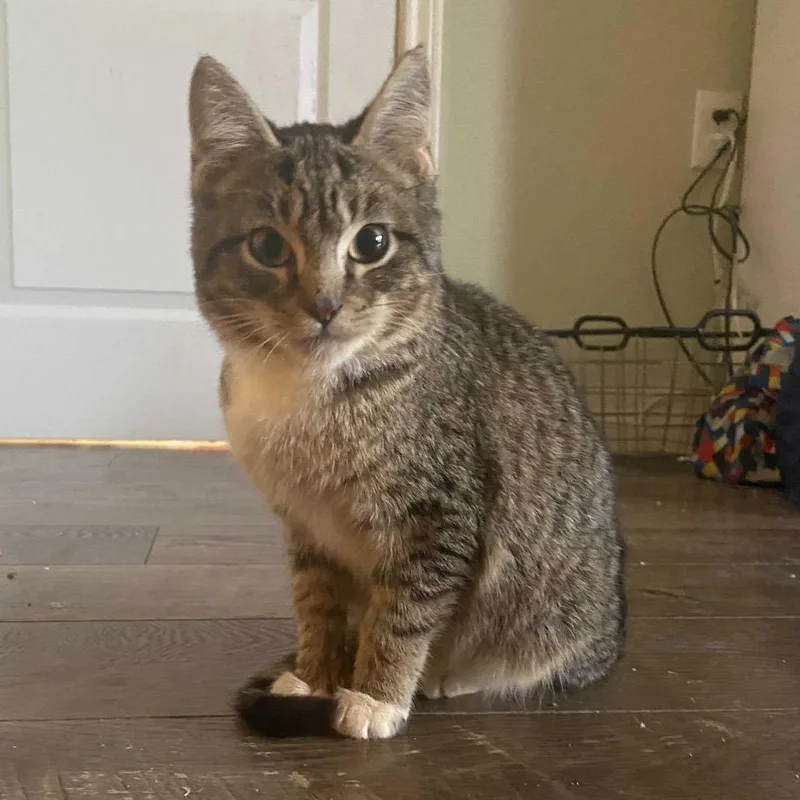 A baby small-sized male Gray / Blue / Silver Domestic Short Hair cat named Mike for adoption in Waco, TX
