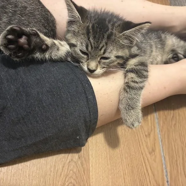 A baby medium-sized male Tabby (Brown / Chocolate) Domestic Short Hair cat named Elmo for adoption in Chicago, IL