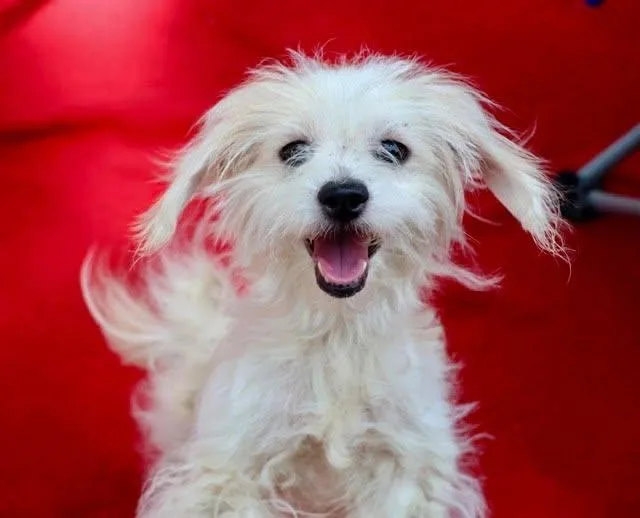 An adult small-sized female Maltese dog named Paige Plum for adoption in Alpharetta, GA