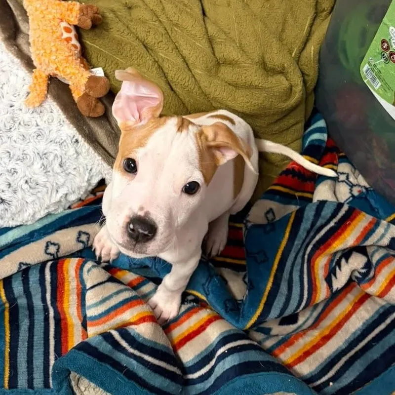 A baby small-sized male White / Cream Terrier dog named Carrot for adoption in Syracuse, NY