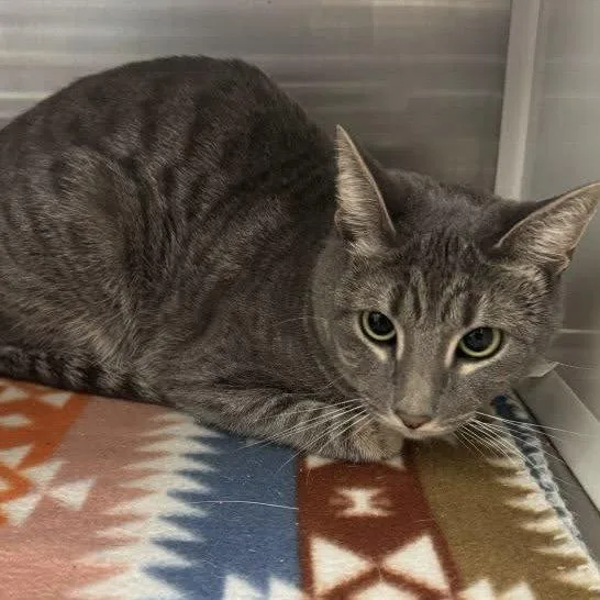 A young medium-sized female Domestic Short Hair cat named Mia for adoption in Hilton Head Island, SC