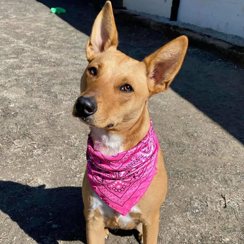 An adult large-sized female Yellow / Tan / Blond / Fawn Australian Kelpie dog named Millie Sue for adoption in Walnut Cove, NC