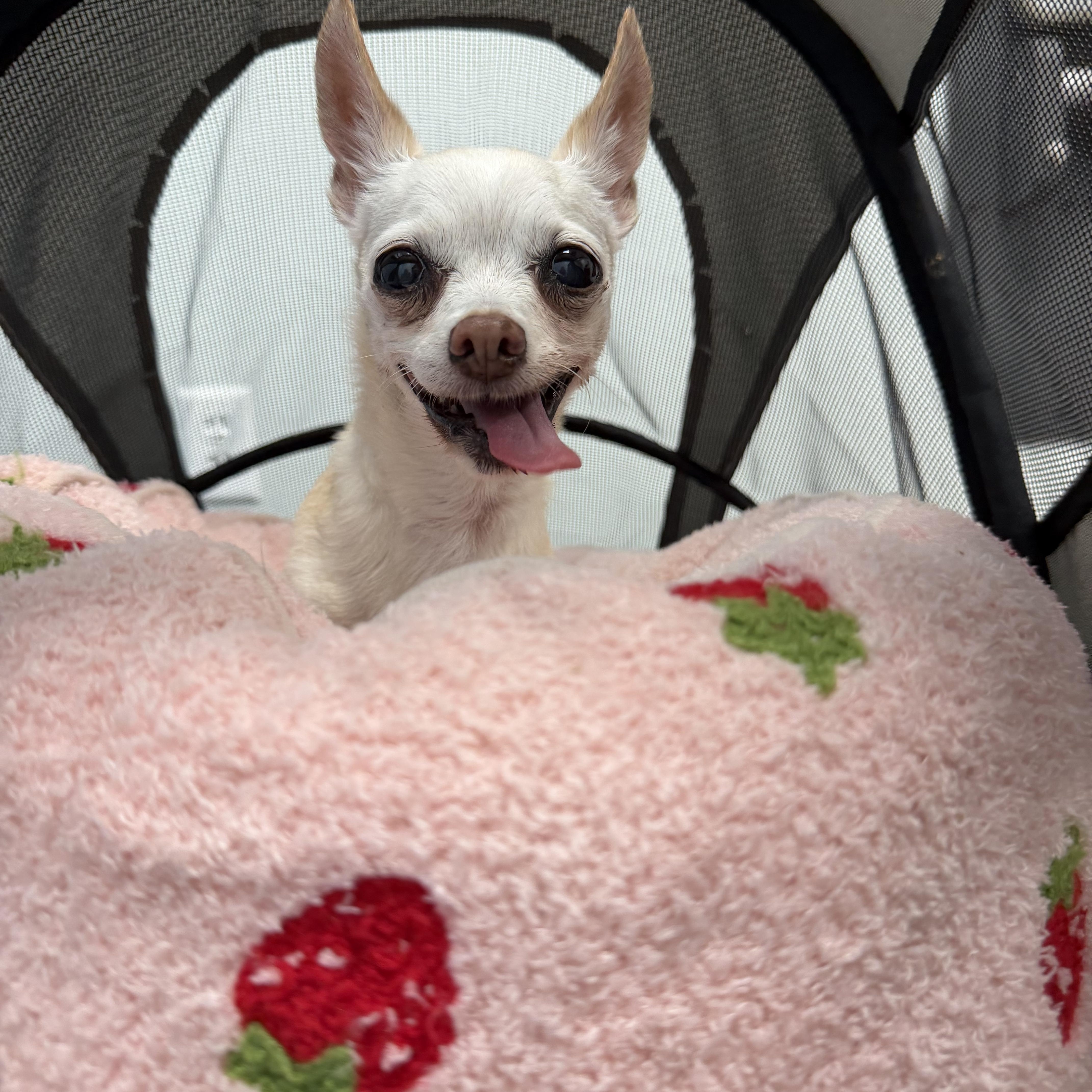 A senior small-sized female Chihuahua dog named Dixie for adoption in Plant City, FL