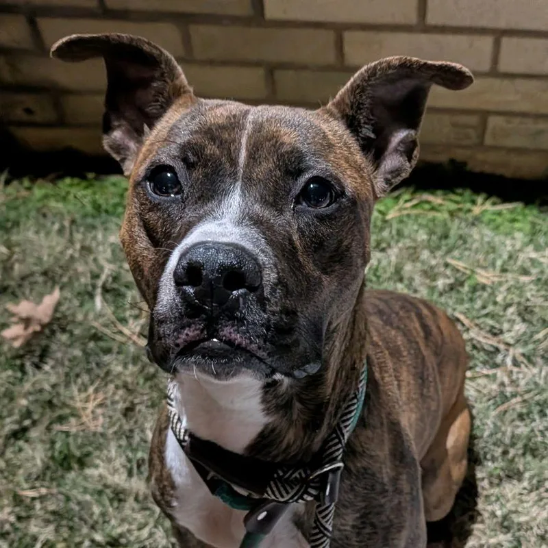 Fluttershy thumbnail 3