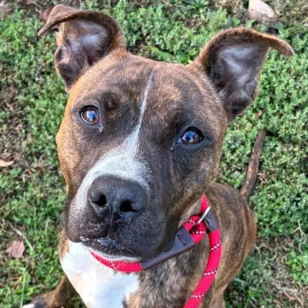 Fluttershy thumbnail 5