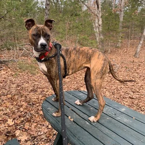 Fluttershy thumbnail 6