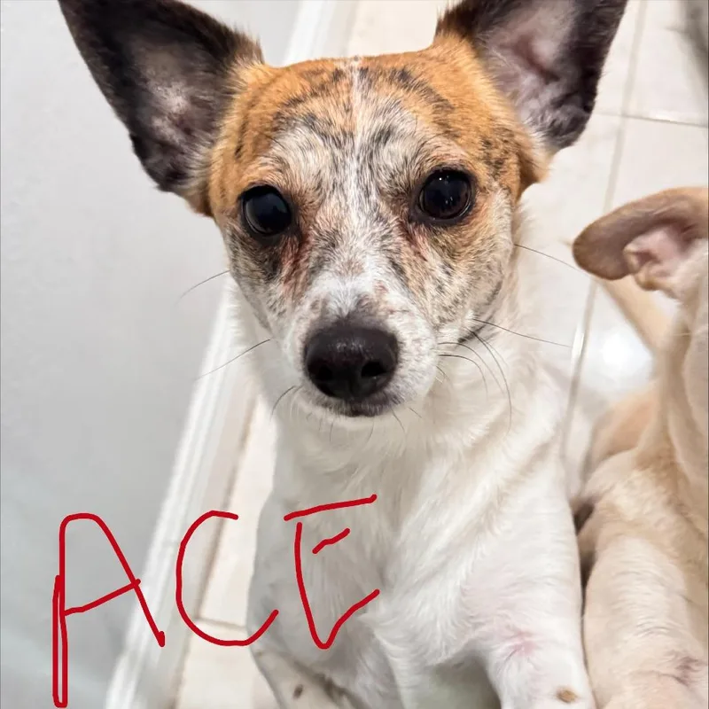 Ace
