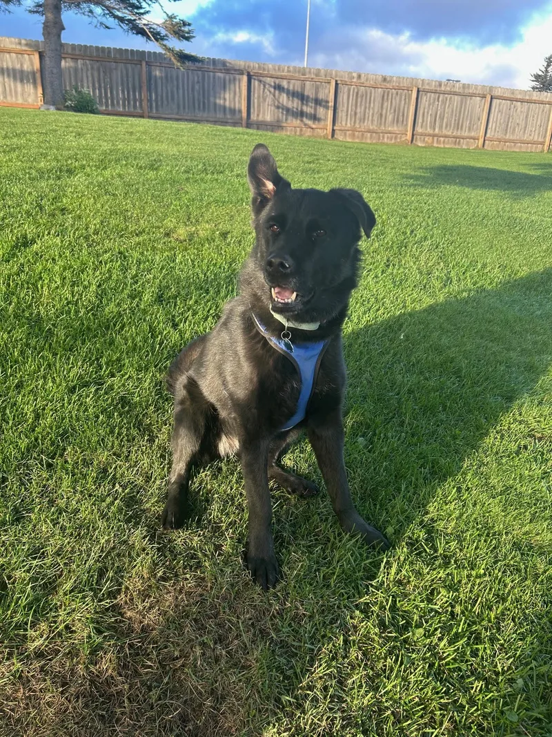 An adult medium-sized female Black Labrador Retriever dog named Lola for adoption in Homer, AK