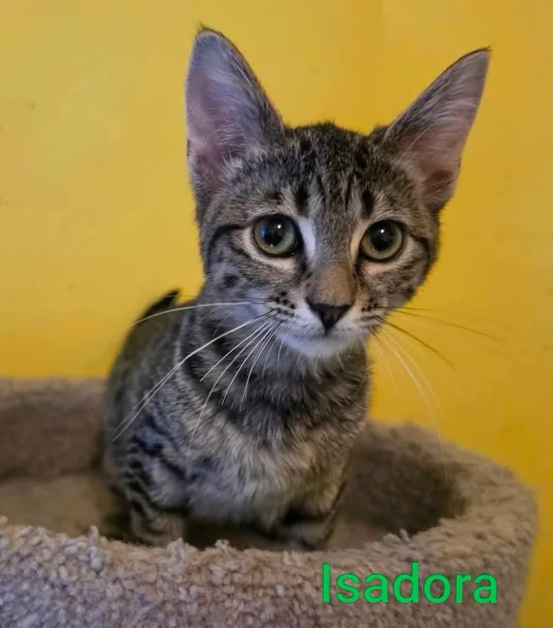 A baby medium-sized female Tabby (Brown / Chocolate) Domestic Short Hair cat named Isadora for adoption in Logan, UT