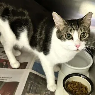 An adult medium-sized male Domestic Short Hair cat named Fred for adoption in Novelty, OH