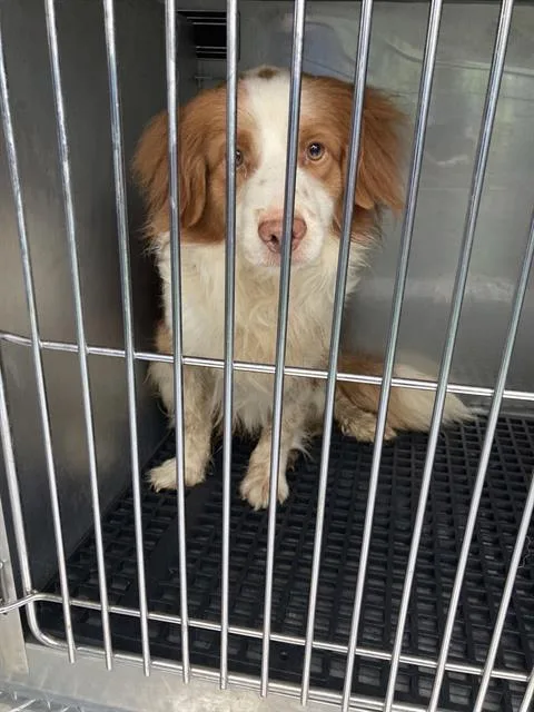 A young small-sized male Mixed Breed dog named Tank for adoption in Dallas, TX