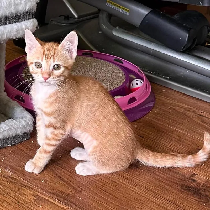 A baby small-sized female Orange / Red Domestic Short Hair cat named Missy Marigold for adoption in Williston, FL