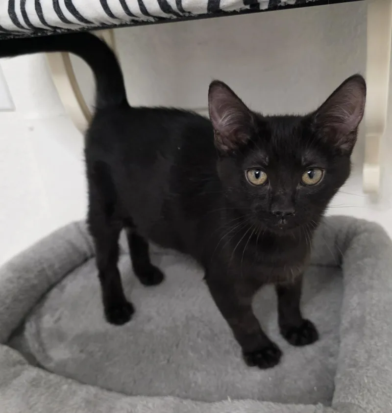 A baby small-sized female Black Domestic Short Hair cat named Sparky for adoption in Litchfield Park, AZ