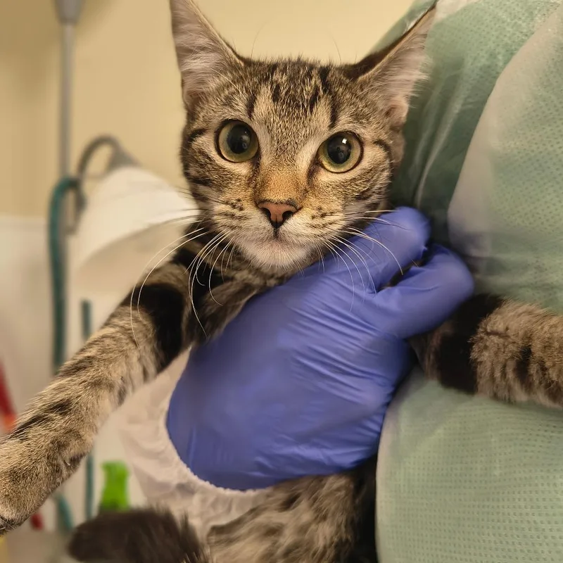 A young small-sized female Brown / Chocolate Domestic Short Hair cat named Tuna Mcfish Face for adoption in Tulsa, OK
