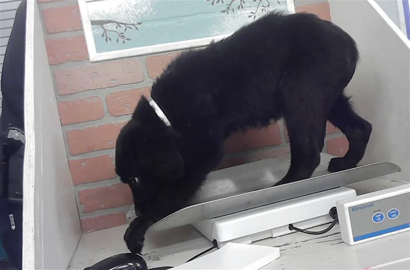 A baby small-sized female Labrador Retriever dog named Dory for adoption in Houston, TX