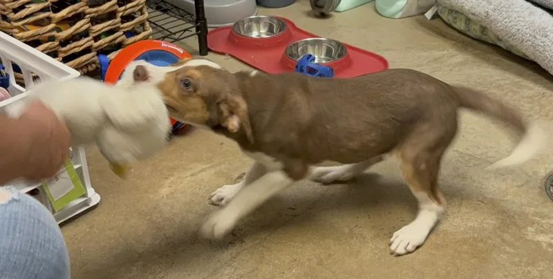A young small-sized male Mixed Breed dog named Riley for adoption in Lockhart, TX