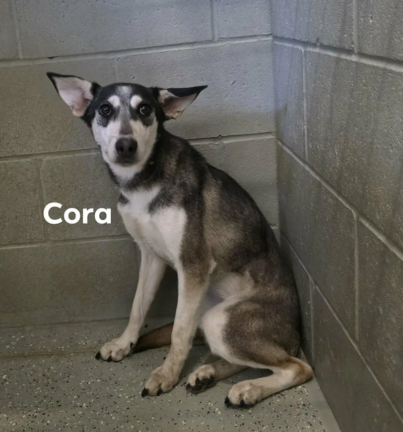 A young medium-sized female Mixed Breed dog named Cora for adoption in Detroit Lakes, MN