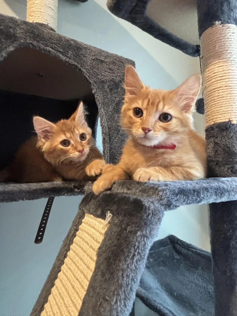 A baby small-sized female Tabby (Orange / Red) Domestic Short Hair cat named Alley for adoption in Richmond, VA