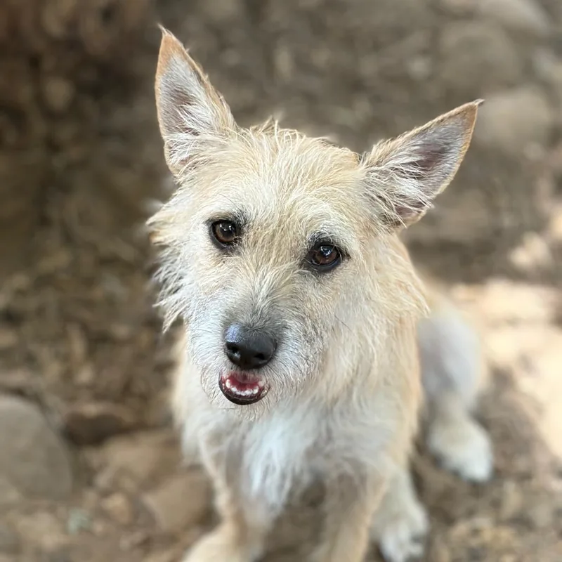 Mia