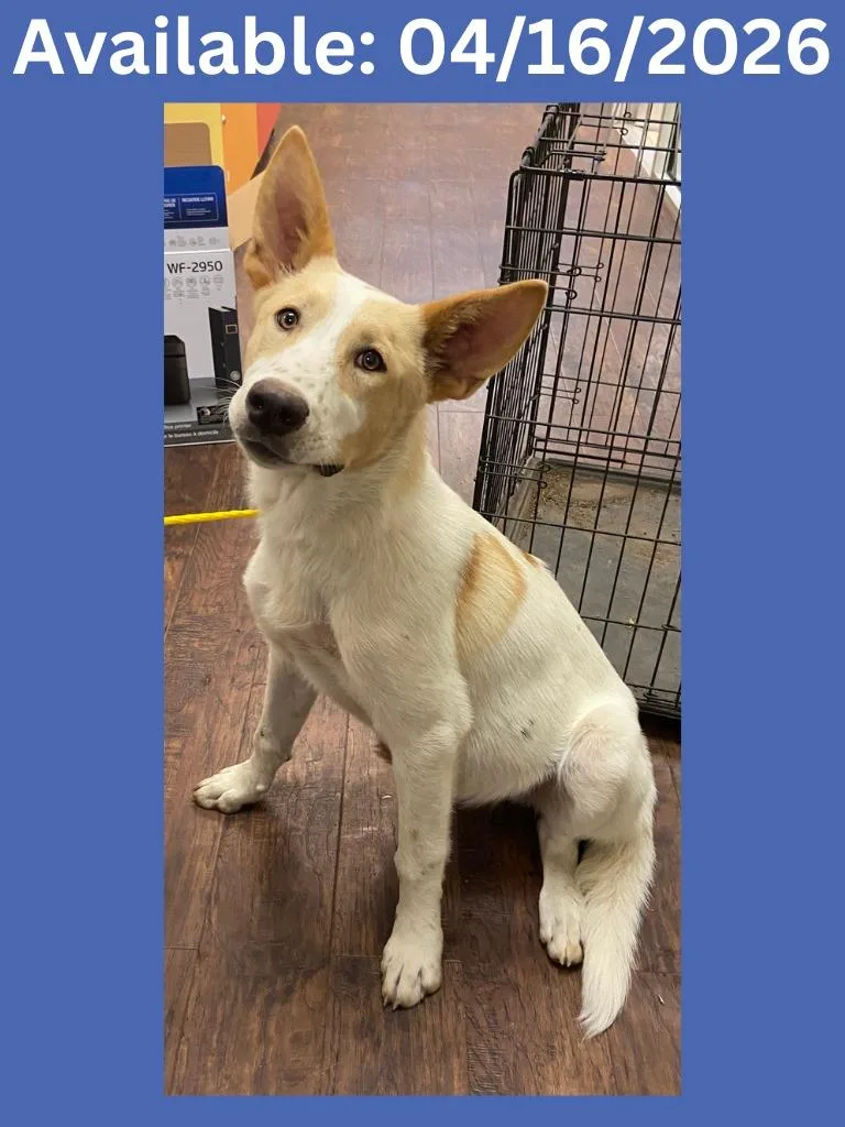 A baby large-sized male Labrador Retriever dog named Dog Kennel for adoption in Greenville, TX