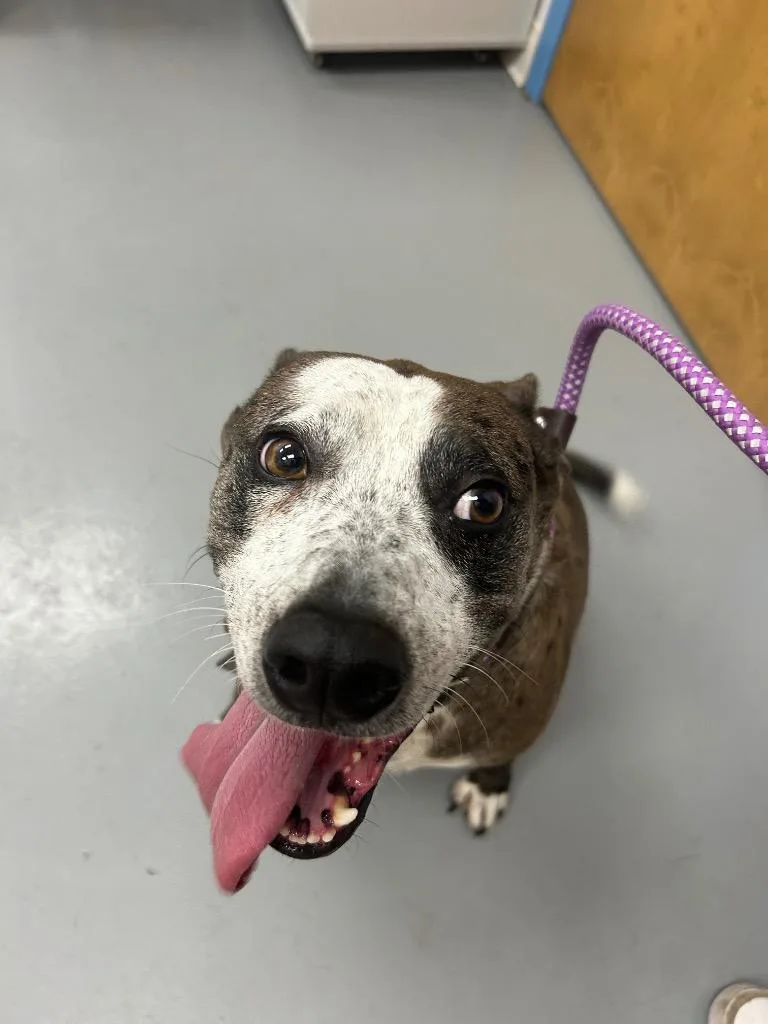 An adult medium-sized male Australian Cattle Dog / Blue Heeler dog named Leo for adoption in Hartsville, SC